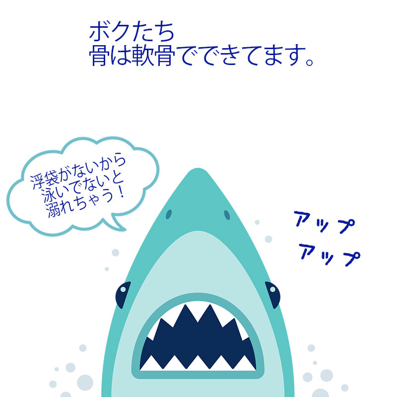 サメなのにサメじゃない チョウザメのヒミツ カルチャー 日欧商事 Jet