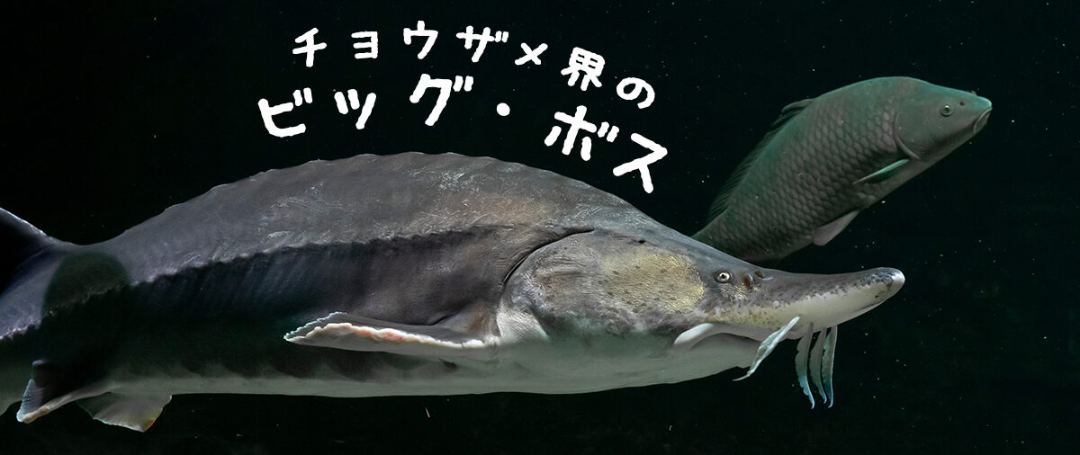 サメなのにサメじゃない チョウザメのヒミツ カルチャー 日欧商事 Jet