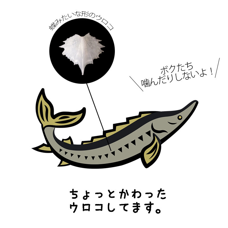 サメなのにサメじゃない チョウザメのヒミツ カルチャー 日欧商事 Jet