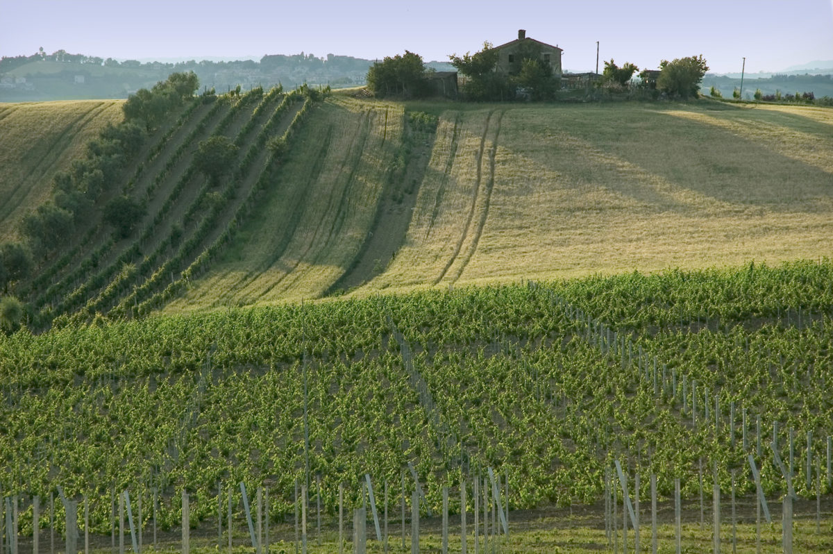 ヴィッラ・ブッチ|取り扱いブランド|ワイン|日欧商事(JET)