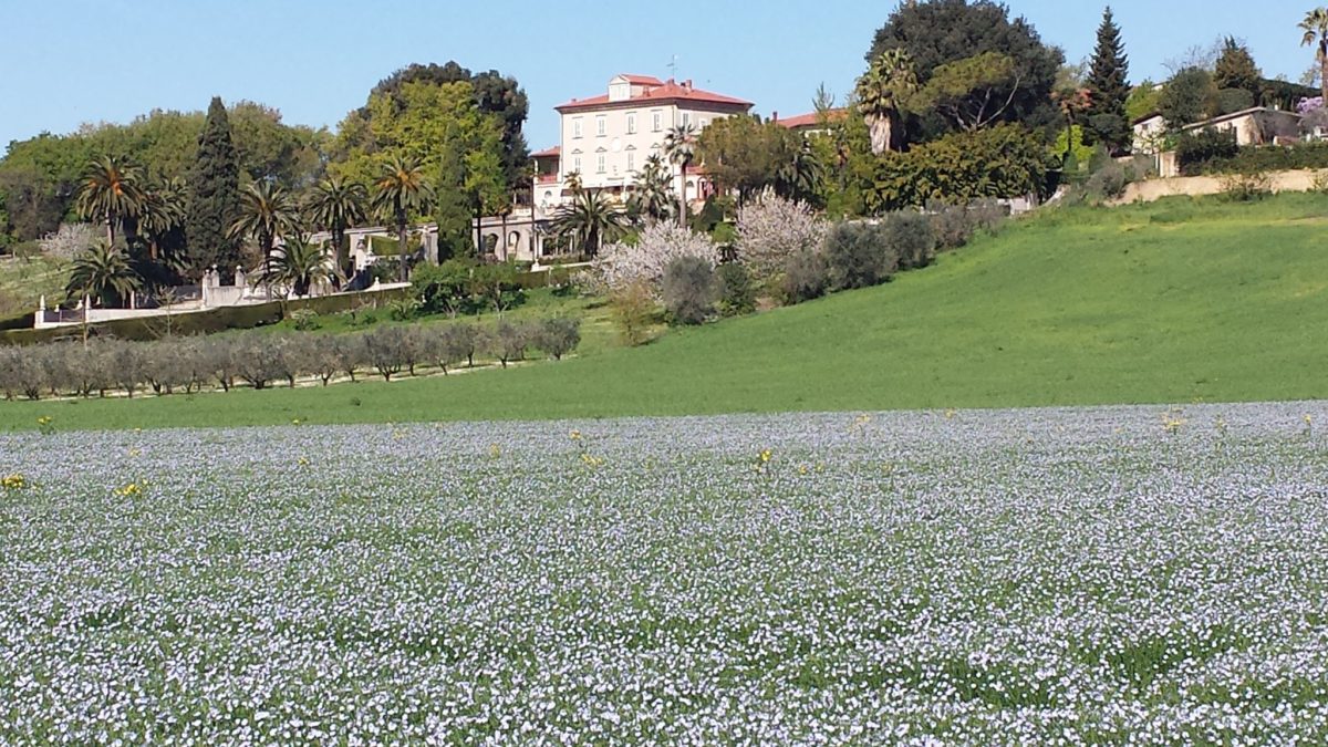 サラディーニ・ピラストリ｜取り扱いブランド｜ワイン｜日欧商事（JET）